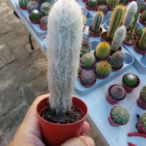 Cactus Peludo Planta Espostoa Melanostele