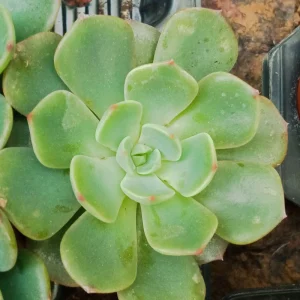 Suculentas Y Cactus Variedad #61 Planta Sin Id