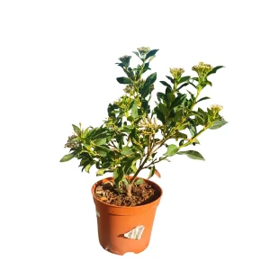 Viburnum Tinus (durillo) Maceta