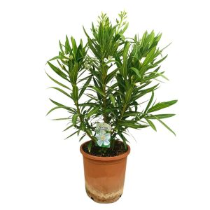 Adelfa Blanca M25 60-80cm (valadre O Nerium Oleander)