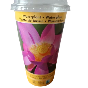 Loto Variedad Xi Min Planta Acuatica Semilla Para Plantar