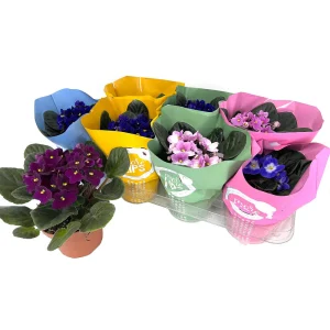 Saintpaulia Variada M12 (violeta Africana)