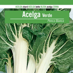 Sobre De Semillas De Acelga Verde