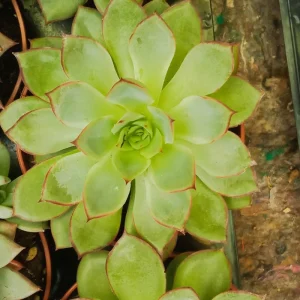 Suculentas Y Cactus Variedad #27 Planta Sin Id