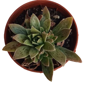 Aeonium Hybrid Planta Suculenta Ø5