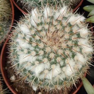 Cactus Mammillaria Chionocephala Planta Suculenta