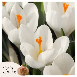Crocus Caeruleus - 30 Pzs - Crocus 'white' - Bulbos De Flores - Blanco
