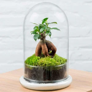 Terrario Ginseng Moss (26x16cm).