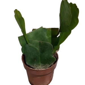 Planta Colgante Ephyphillum Hookeri Flor Blanca Ø8