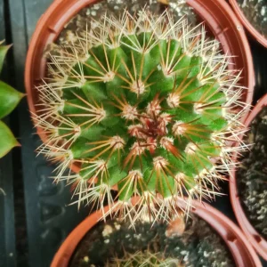 Suculentas Y Cactus Variedad #67 Planta Sin Id