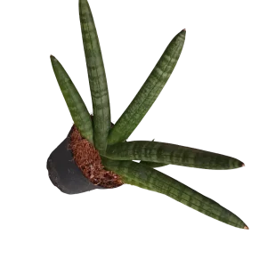 Sansevieria Skyline Planta De Interior Suculentas