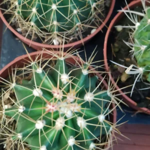 Suculentas Y Cactus Variedad #3 Planta Sin Id