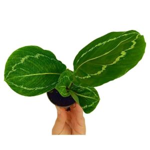 Calathea Medallion M6