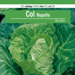 Sobre De Semillas Col Repollo Bacalan