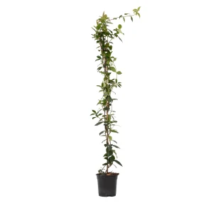 Jazmín Estrellado - Trachelospermum Jasminoides - Altura 110-120cm - ⌀17cm