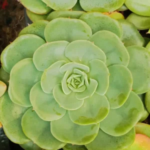 Suculentas Y Cactus Variedad #51 Planta Sin Id