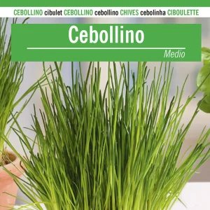 Sobre De Semillas De Cebollino