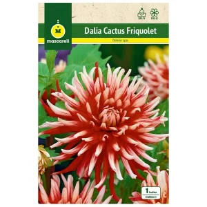 Bulbo Dalia Cactus Friquolet Roja Punta Blanca