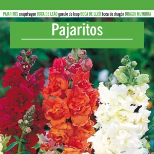 Sobre De Semillas De Pajaritos