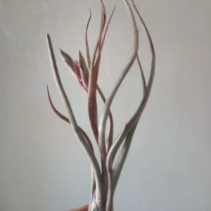 Tillandsia Pseudobaleyi Clavel De Aire Tillandsias
