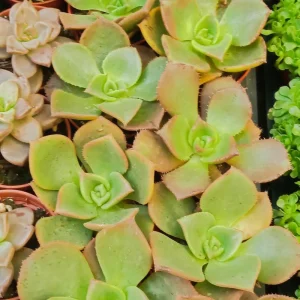Aeonium Nobile 5 Cms Planta Suculenta