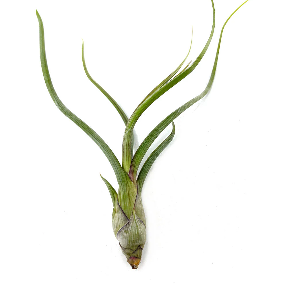 Tillandsia Pseudobailei 20cm Alto X 13cm Ancho - Imagen 3