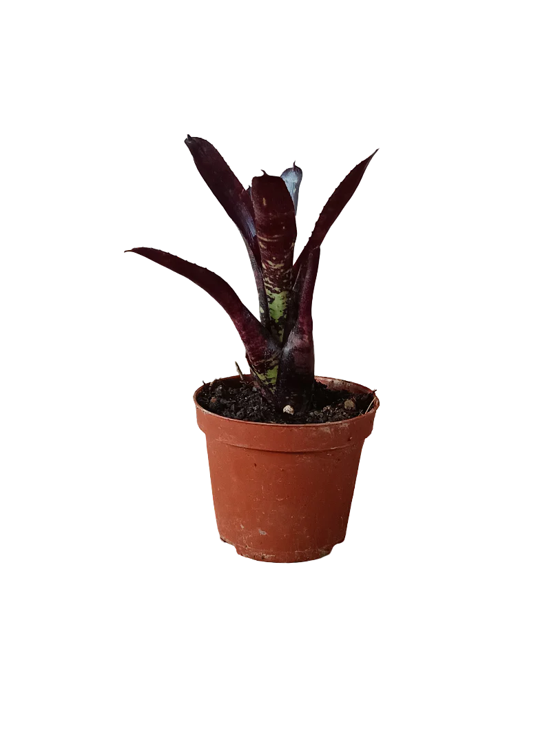 Neoregelia Dungsiana X Midnight Planta Bromelia Para Terrarios E Inteior