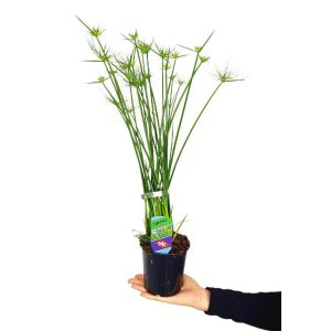 Cyperus Haspan M12 35cm