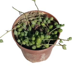 Senecio Rosario Planta Suculenta Colgante Ø8 Cm