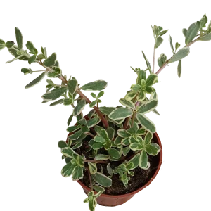 Portulacaria Pilosa Variegata Planta De Interior Colgante