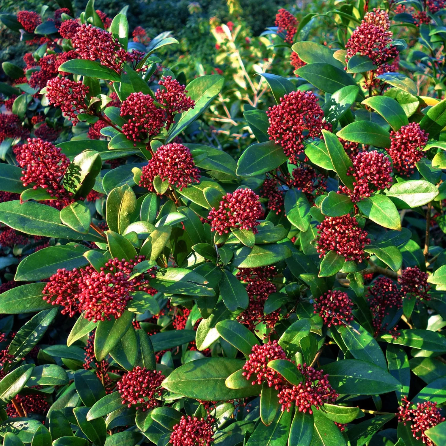 Esquimia - 4 Pzs - Skimmia Japonica 'rubella' - Altura 35-45cm - ⌀15cm - Imagen 5