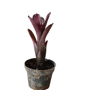 Neoregelia Dungsiana X Purple Star Planta Bromelia Para Terrarios E Inteior