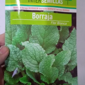 Sobre De Semillas De Borraja De Flor Blanca