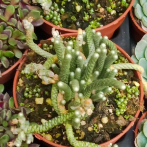 Avonia Namaquensis Planta Suculenta Ø8