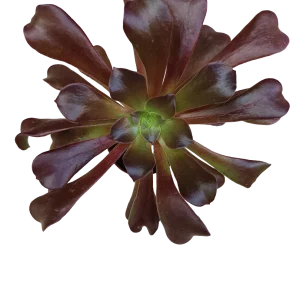 Aeonium Velour Planta Suculenta Ø5