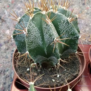 Cactus Y Suculenta Planta Grande Ø13 ☼ Ref003