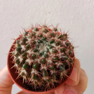 Cactus Parodia Sp. Nueva Ø5 Cm Plantas Sol