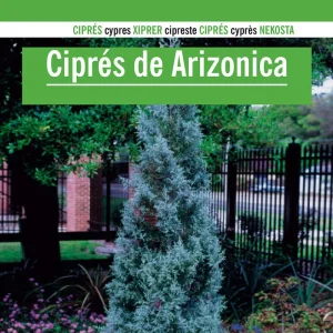 Sobre De Semillas De Cipres Arizonica