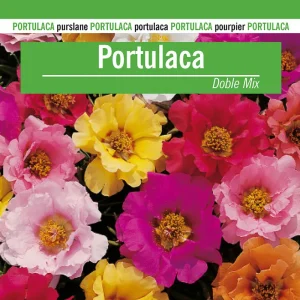 Sobre Semillas Flores Portulaca Doble Mix