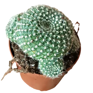 Rebutia Krainziana Cactus Ø5 Cm