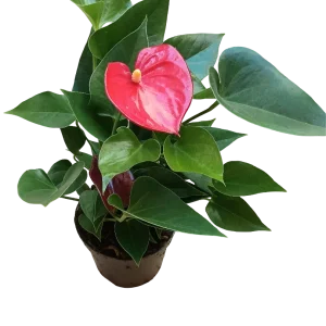 Anthurium Flor Rojo Planta De Interior Ø9 Cm