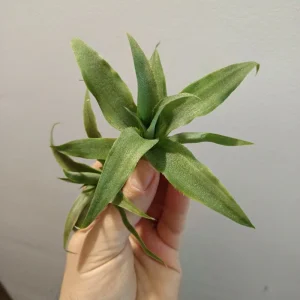 Ananas Planta Piña Mini Bromelia Terrario