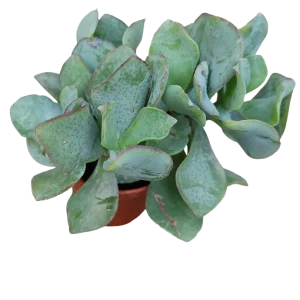 Crassula Arborescens Blue Hale Planta Suculenta De La Suerte Ø5
