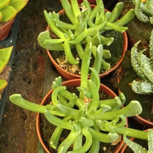 Rhombophyllum Dolabriforme Planta Suculenta 8 Cms