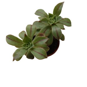 Aeonium Castello Planta Suculenta Ø5