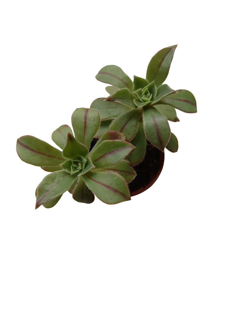 Aeonium Castello Planta Suculenta Ø5