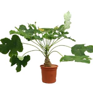 Jatropha Podagrica M25 60cm