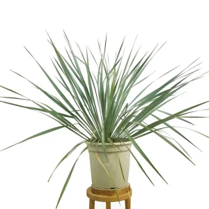 Yucca Rostrata M24 70cm