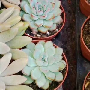 Suculentas Y Cactus Variedad #20 Planta Sin Id