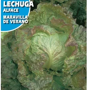 Semillas Lechuga Maravilla de verano 3g
